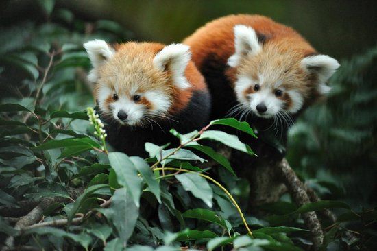 Menagerie, le zoo du Jardin des Plantes